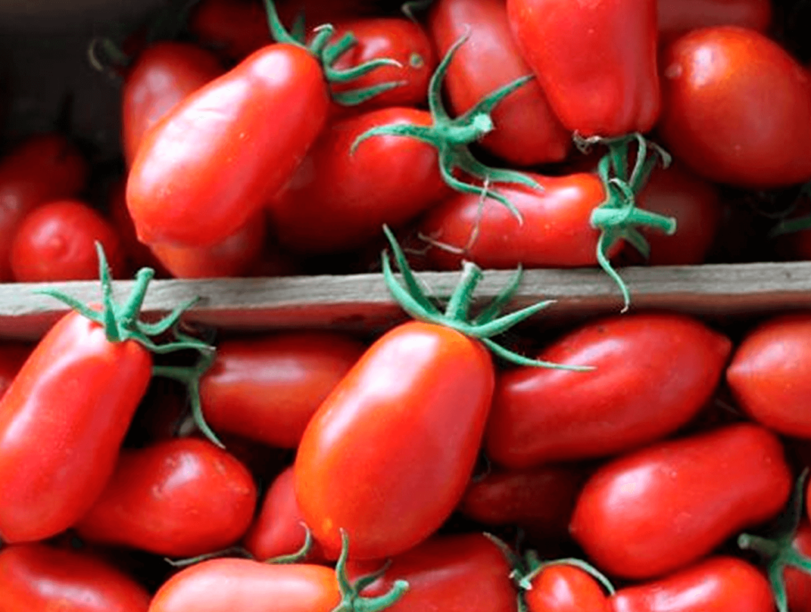 tomate-itailano-produtos